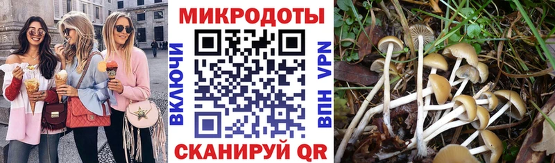 Псилоцибиновые грибы Psilocybine cubensis  Духовщина 